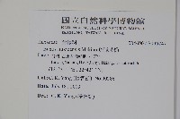 琉球黃楊藏品圖，第2張