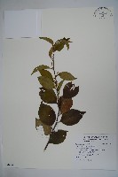 草野氏冬青藏品圖，第1張