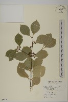 日本賽衛矛、日本假衛矛藏品圖，第1張