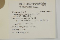 日本賽衛矛、日本假衛矛藏品圖，第2張