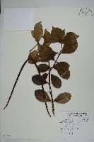 蘭嶼絡石藏品圖，第1張