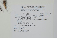 蘭嶼絡石藏品圖，第2張