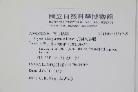 蘭嶼念珠藤藏品圖，第2張