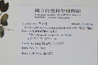 匍匐半插花藏品圖，第2張