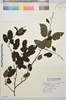 臺灣黃鱔藤藏品圖，第1張