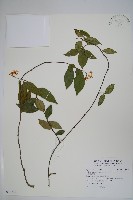 臺灣絡石藏品圖，第1張