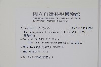 臺灣絡石藏品圖，第2張