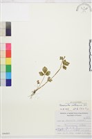 水辣菜、禺毛茛藏品圖，第1張