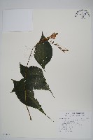 尼氏擬馬偕花藏品圖，第1張