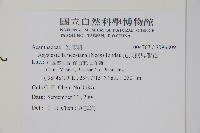 尼氏擬馬偕花藏品圖，第2張