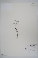 登錄號:S096818藏品圖，第1張