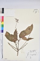 登錄號:S096824藏品圖，第1張