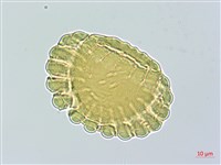 登錄號:S096829藏品圖，第1張