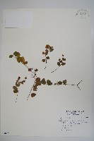 登錄號:S096837藏品圖，第1張