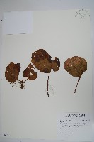 登錄號:S096842藏品圖，第1張