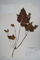 登錄號:S096846藏品圖，第1張