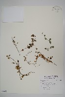 登錄號:S096852藏品圖，第1張