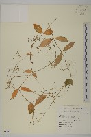 登錄號:S096853藏品圖，第1張