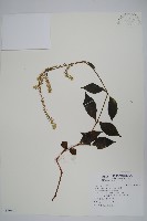 牛膝藏品圖，第1張