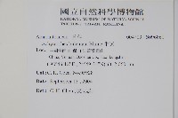 牛膝藏品圖，第2張