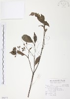 九節木、牛屎烏、青龍吐霧藏品圖，第1張