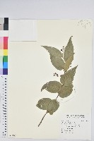 尾葉白珠藏品圖，第1張