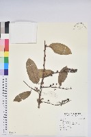 登錄號:S096898藏品圖，第1張