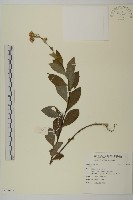 登錄號:S096916藏品圖，第1張