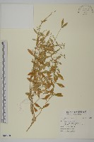 登錄號:S096918藏品圖，第1張