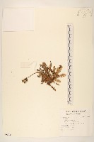 登錄號:S096924藏品圖，第1張