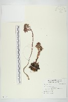 登錄號:S096929藏品圖，第1張
