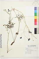 登錄號:S096931藏品圖，第1張