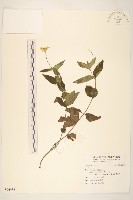 登錄號:S096936藏品圖，第1張