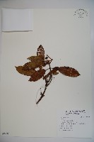 登錄號:S096939藏品圖，第1張