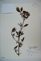 登錄號:S096945藏品圖，第1張