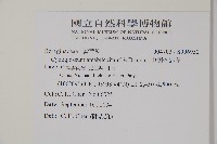 中國勿忘草藏品圖，第2張