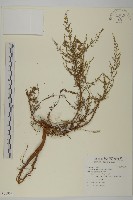 茵蔯蒿藏品圖，第1張