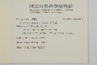 茵蔯蒿藏品圖，第2張