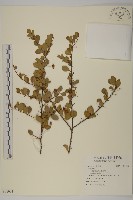 登錄號:S096963藏品圖，第1張