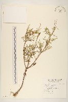 西番菊、萬壽菊藏品圖，第1張