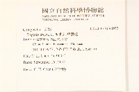 西番菊、萬壽菊藏品圖，第2張