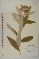 登錄號:S096973藏品圖，第1張