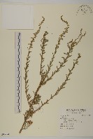 登錄號:S096974藏品圖，第1張