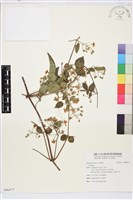 登錄號:S096975藏品圖，第1張