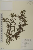 鱧腸藏品圖，第1張