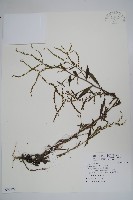 登錄號:S096979藏品圖，第1張