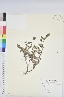 乳仔草藏品圖，第1張