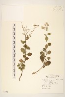 一枝香藏品圖，第1張