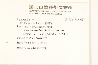 長柄菊藏品圖，第2張