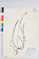 登錄號:S097001藏品圖，第1張